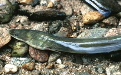 Les scientifiques d’INRAE au chevet de la protection de l’anguille en Europe